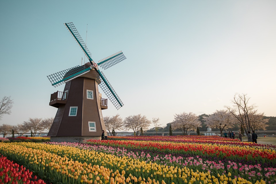 A windmill in dutch tulip garden, Suncheon bay  (Image: Pixabay)
