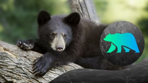 Black Bear Finance, the DeFi Protocol that Rewards Users to Support Conservation Efforts